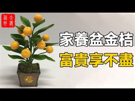 金桔樹擺放位置|風水開運植物指南：客廳財位招財植物擺放攻略 